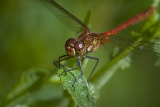 Ruddy Darter dragonfly (male) on the Gwent Levels