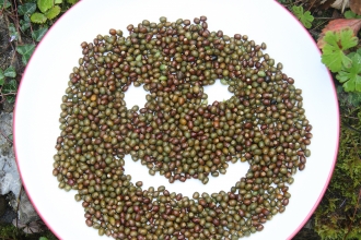 Yew tree seeds collected for the Kew Millennium Seed bank by Gwent Wildlife Trust 