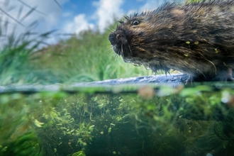 Water vole on the Gwent Levels