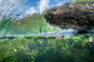 A water vole on a waterway/reen on the Gwent Levels