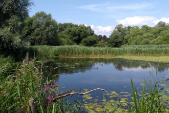 Magor Marsh nature reserve as seen from the bird hide