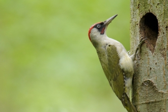 Green Woodpecker by Andrew Mason