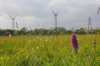 Great Traston Meadows