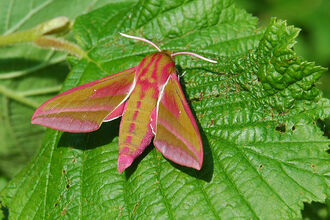 Elephant hawk-moth on leaf