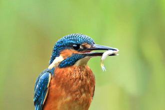 Kingfisher with fish