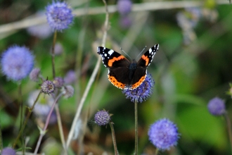 Red admiral butterfly on flower