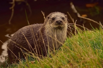 Otter on bank