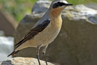 Photo for blogger Twheatear