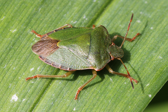 Close-up of a Green Shield bug