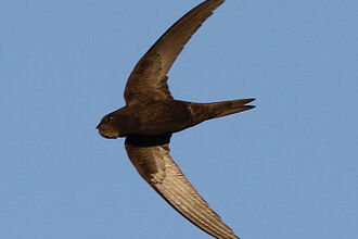 swift in the air