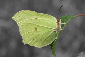 Brimstone butterfly