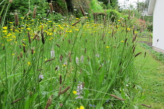 Garden mini meadow 