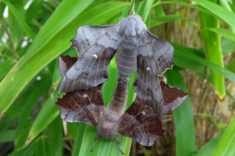 Breeding Poplar Hawk moths spotted in a backgarden in Newport by Sarah Harris