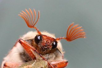 Close-up of a May Bug