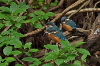 A family of Kingfishers