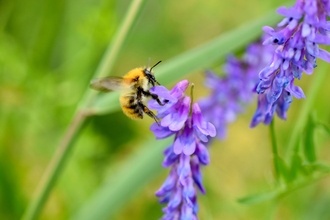 Yellow Bee on Purple Vetch by Sean Crabbe aged 17