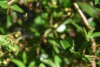 Orb Spider's web