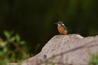 Kingfisher by Jeff Chard