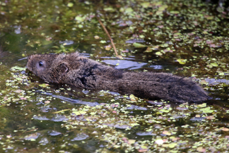 Water vole swimming at Magor Marsh