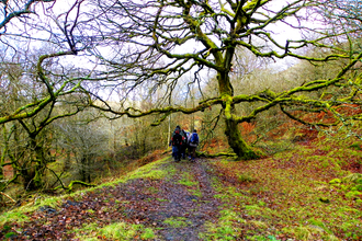 Walkers at Silent Valley woodland