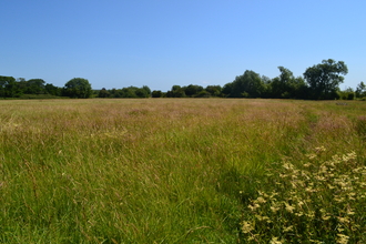 Bridewell Common