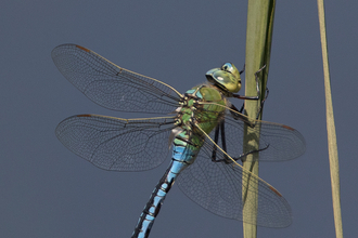 Emperor Dragonfly