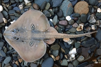 cuckoo ray