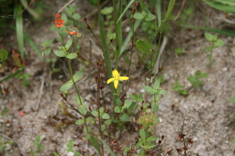  toadflax leaved st johns wort