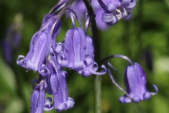 Bluebells - by Andy Karran