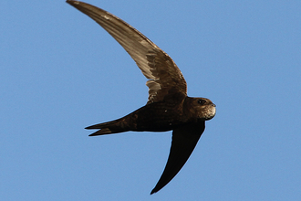 Swift in flight by Andy Karran