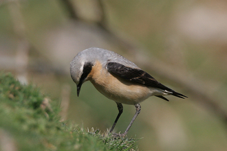 Wheatear (male) by Andy Karran