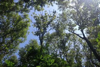 Ash Dieback in the canopy of Piercefield Woods nature reserve