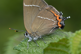 White-letter Hairstreak by Andy Karran