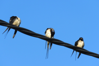 swallows resting on a wire