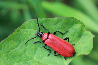 Cardinal beetle /