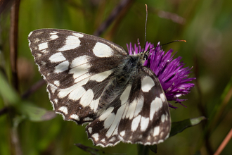 Marbled White butterfly by Andy Karran