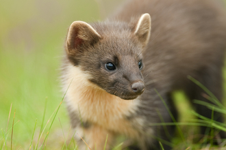 Pine Marten - Terry Whittaker/2020Vision