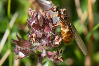 Flying ant queen