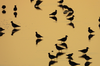 Lapwing at dawn at Peterstone gout