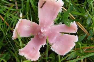 Open Pink or Ballerina Waxcap (Porpolomopsis calyptryformis) by Viv Geen