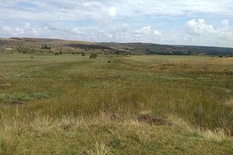 Waunafon bog by Natalie Waller