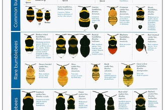 Bumblebee ID sheet