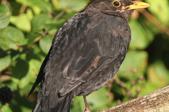 Moulting blackbird