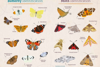 Butterfly and Moth ID sheet
