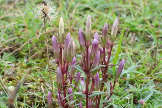 Autumn gentian