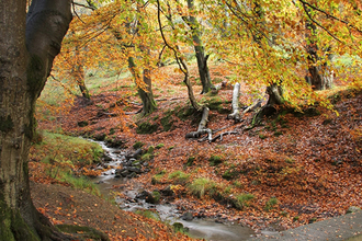 Silent Valley beech trees