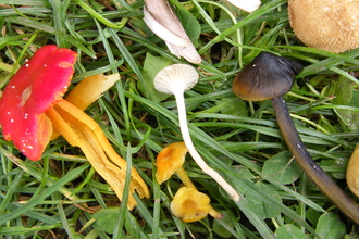 Scarlet Waxcap, Glutinous Waxcap, Snowy Waxcap, Blackening Waxcap by Viv Geen