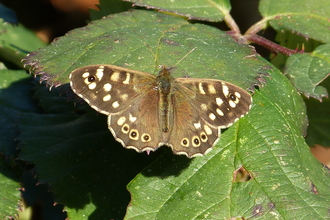 Speckled Wood butterfly by George Tordoff.