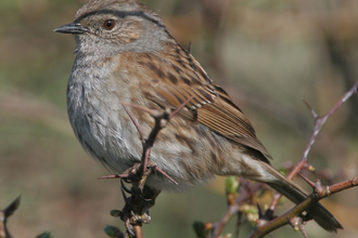 Dunnock