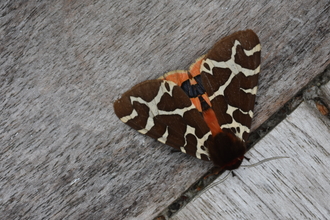 Garden tiger moth